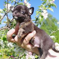 Чихуахуа Владивосток, в Владивостоке