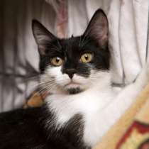 Нежная Агаша ждёт свою семью, где её будут любить и баловать, в Москве