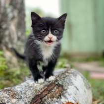 Котенок, в Москве