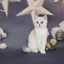 Шотландские котята, в Москве