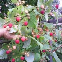 Продам малину свежую ягоду Луганске, созревает 1,5 кг в день, в г.Луганск
