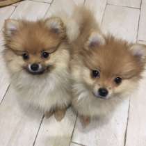 Продаются щенки шпица, в Москве