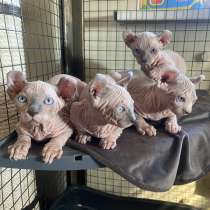 Котёнок Двельф, kitten dlf, в Санкт-Петербурге