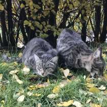 Найдены котята, кот, кошки, в Новокузнецке