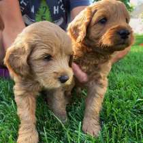 Healthy Goldendoodles, в г.North Miami Beach