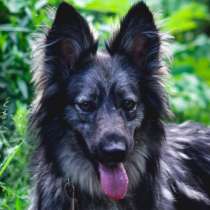 Ася-добрая и пушистая красавица необычного окраса ищет семью, в Москве