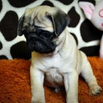 Щенки мопса в Самаре, РКФ, в Самаре