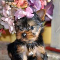 Йоркширский терьер Томск, в Томске