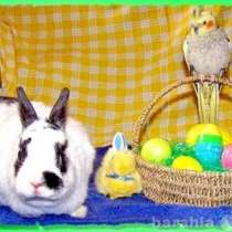 Попугаи опт розница, др виды для зоомага Москва, в Москве