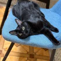 Кошка в добрые и любящие руки, в Москве