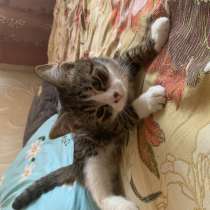 Бесплатно, в Санкт-Петербурге