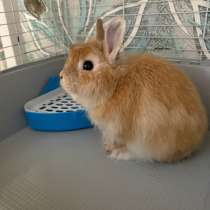 Кролик декоративный, в Самаре