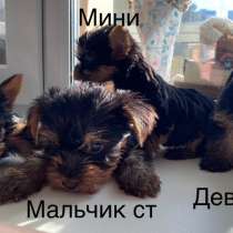 Йоркширский терьер, в Екатеринбурге