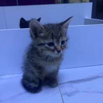 Шотландские котята, в Видном