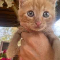 В добрые руки комочек счастья, в Нижнем Новгороде