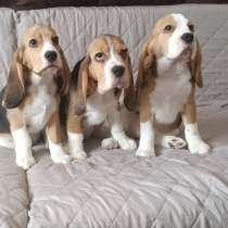 Продаются щенки бигля девочки есть клеймо, вет паспорт, мет, в г.Ангарск