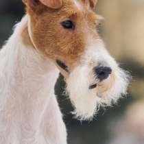 Фокстерьер жесткошёрстный, в Самаре