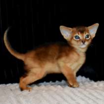 Абиссинские котята, в Москве