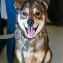 Всегда всем довольный небольшой пёсик, в Санкт-Петербурге