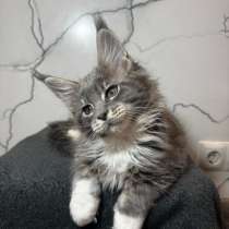 Котята Мейн-Кун, в Москве